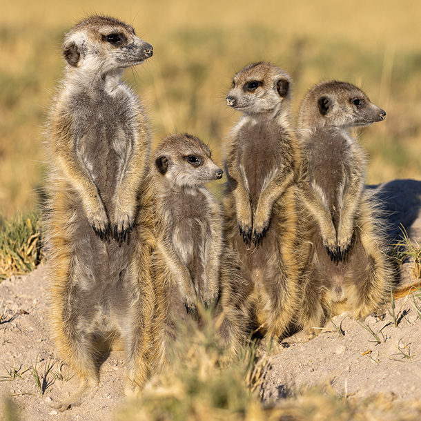 A group of meerkats in Tswalu, South Africa